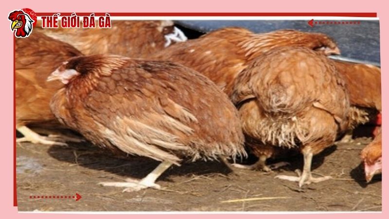 Hậu quả khi gà bị chướng diều khô chân