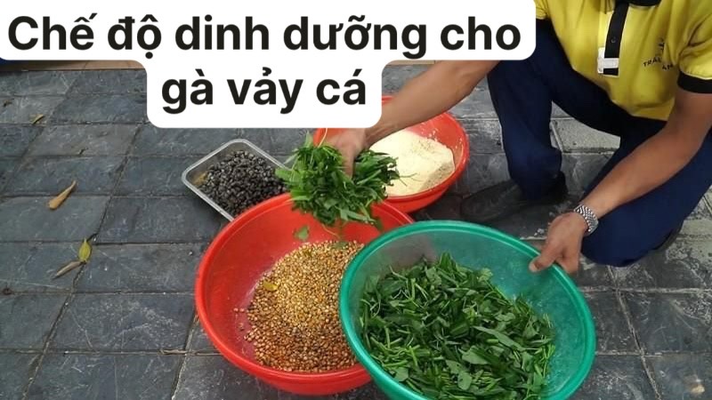 Khẩu phần thức ăn cần đảm bảo theo khoa học