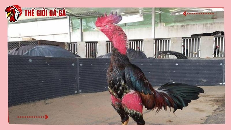 Gà chọi cần được cắt lông vì nhiều lợi ích khác nhau
