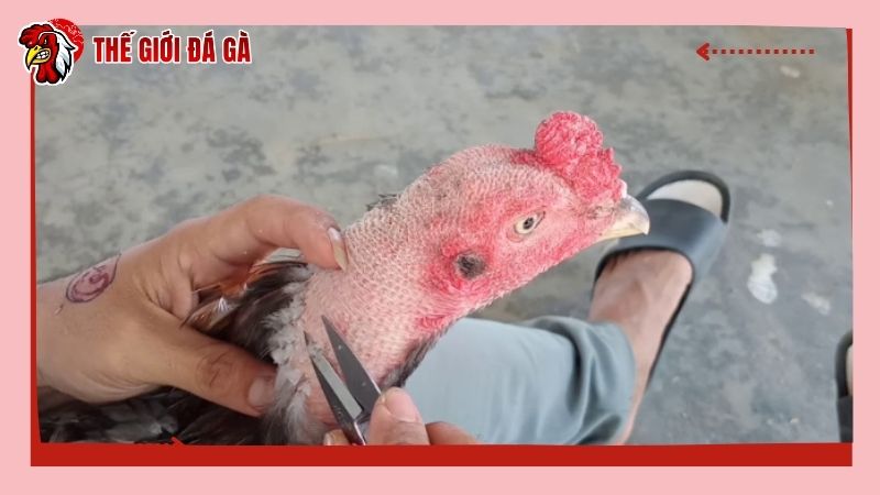 Lưu ý của sư kê khi cắt lông cho gà chọi