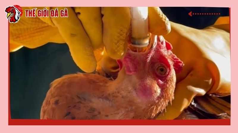 Khi cho gà uống thuốc tiêu chảy thì cần cẩn thận, chú ý