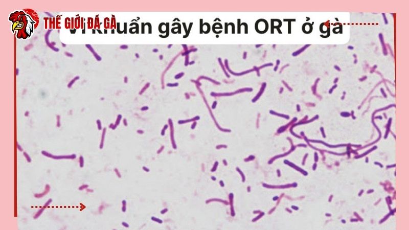 Nguyên nhân bùng phát bệnh dịch nguy hiểm do vi khuẩn ORT