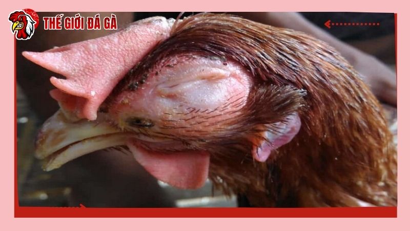 Nguyên nhân khiến cho vật nuôi bị sổ mũi khò khè