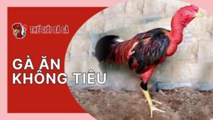 Nhận biết gà ăn không tiêu