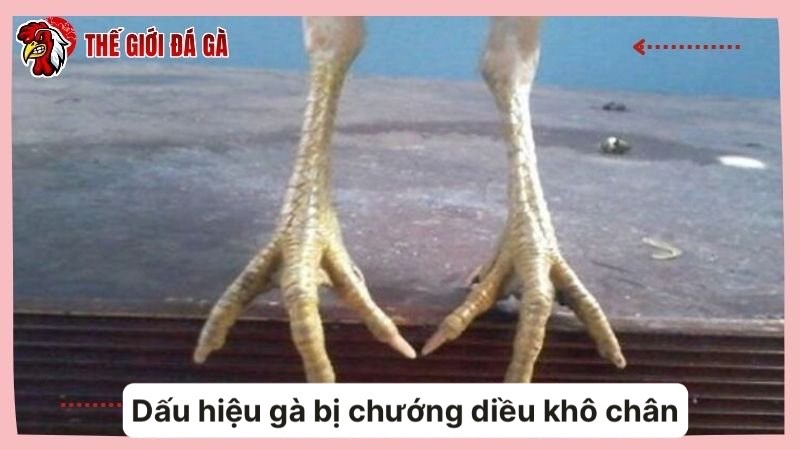 Dấu hiệu cơ bản nhất để nhận biết vật nuôi bị chướng diều khô chân