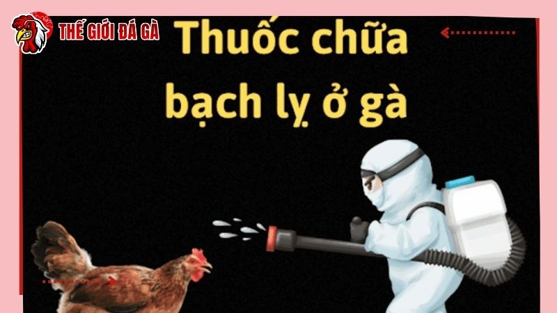Phòng bệnh bằng thuốc kháng sinh kết hợp với vệ sinh khử khuẩn