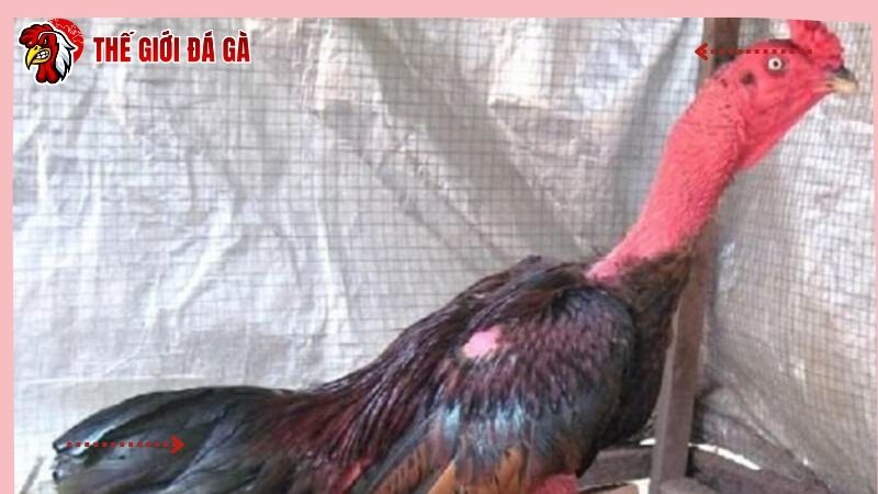 Phòng bệnh đi ỉa cho chiến kê