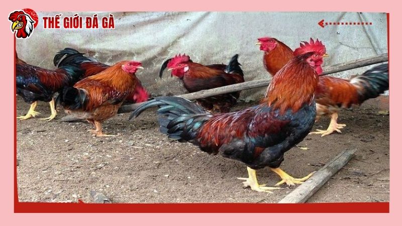 Gà ăn không tiêu điều trị như thế nào?