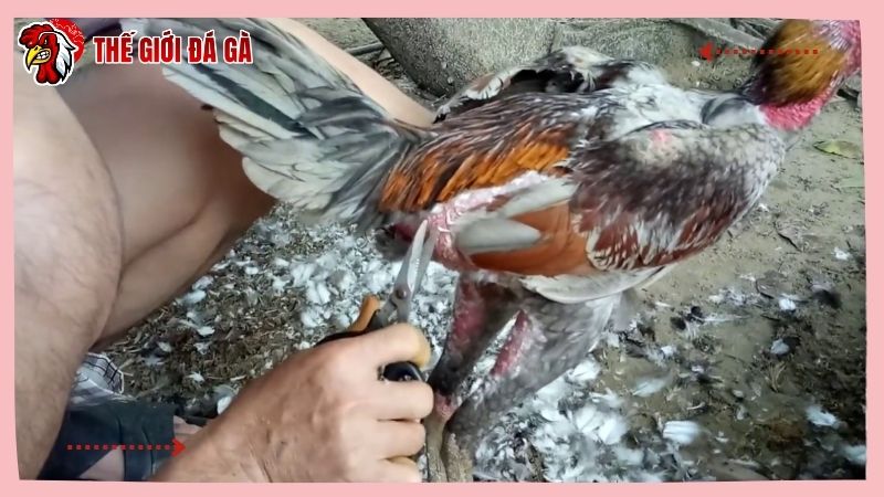 Khi nào có thể cắt lông gà chọi?