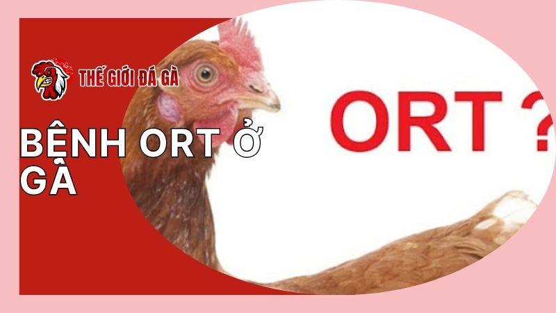 Thông tin cơ bản về bệnh ORT ở gà