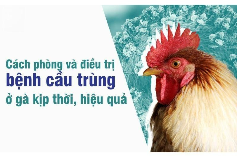Thuốc đặc trị bệnh cầu trùng ở gà