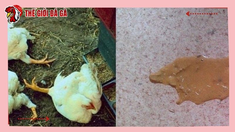 3 nguyên nhân khiến gà bị tiêu chảy