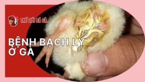 Tìm hiểu căn bệnh bạch lỵ ở gà