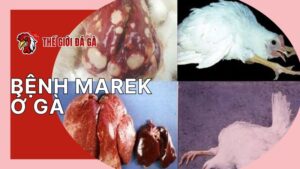 Tìm hiểu về bệnh Marek ở gà