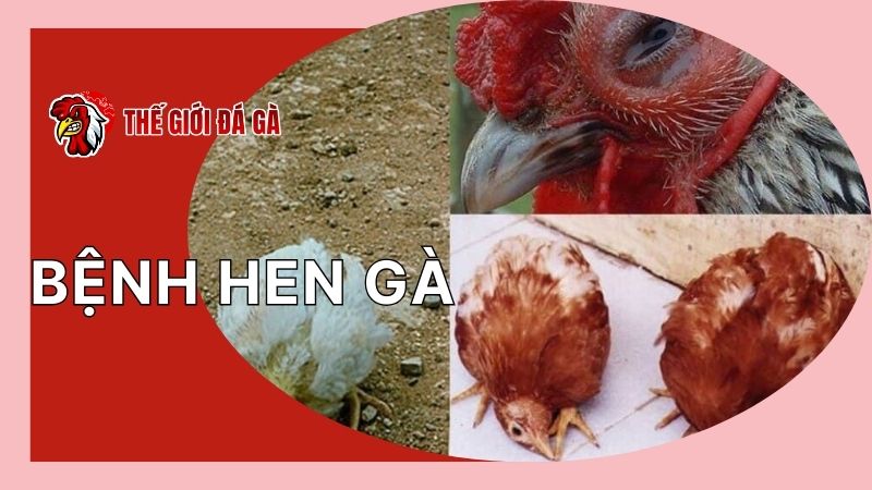 Triệu chứng bệnh hen gà rõ nhất