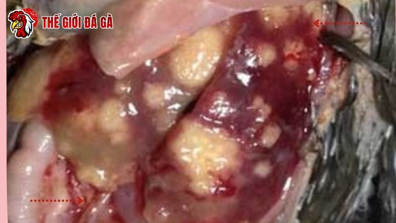 Triệu chứng gà mắc bệnh Marek