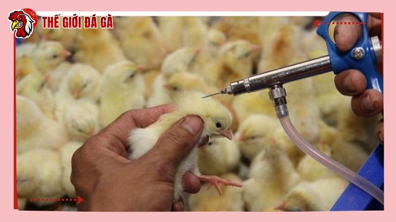 Tuân thủ lịch tiêm vacxin để phòng bệnh Marek