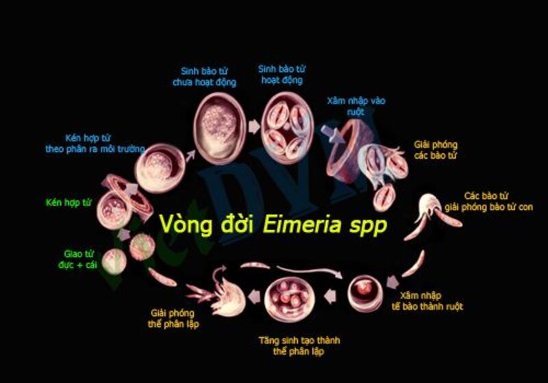 Vi khuẩn Eimeria gây bệnh cầu trùng trên gà