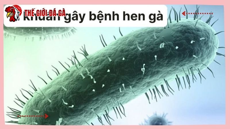 Gà nhiễm bệnh do vi khuẩn Mycoplasma
