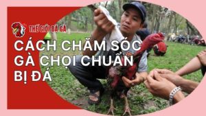 Cách chăm sóc gà chọi chuẩn bị đá để đạt phong độ tốt nhất