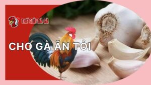 Cho gà ăn tỏi có tốt không? Các cách cho ăn đúng kỹ thuật