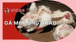 Gà mổ lông nhau do đâu? Cách xử lý của người nuôi lâu năm