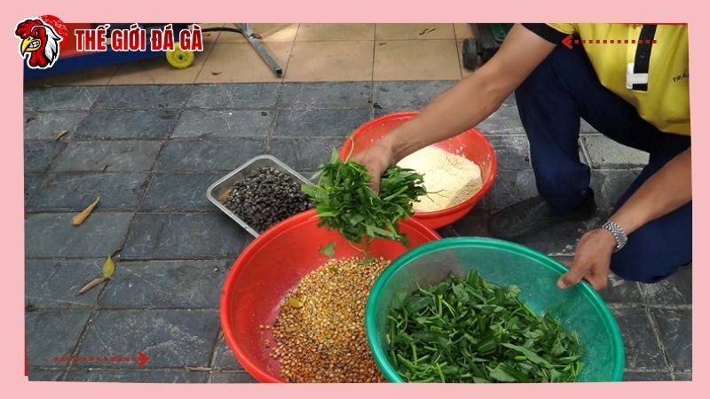 Các nhóm thức ăn quan trọng cần trộn cho gà chiến