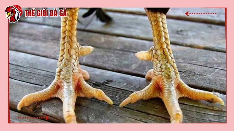 Sư kê phải rất cẩn thận, chú ý khi kích thích gà mau ra cựa