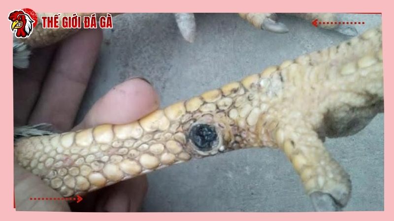 Hai thời điểm quan trọng cần áp dụng cách làm cho gà mau ra cựa