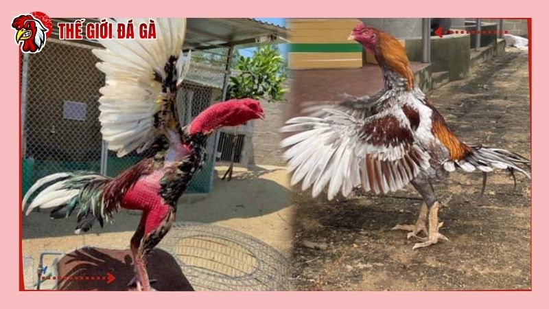 Nuôi gà bị suy phải chú ý đến nhiều yếu tố để gà sớm phục hồi, lấy lại phong độ