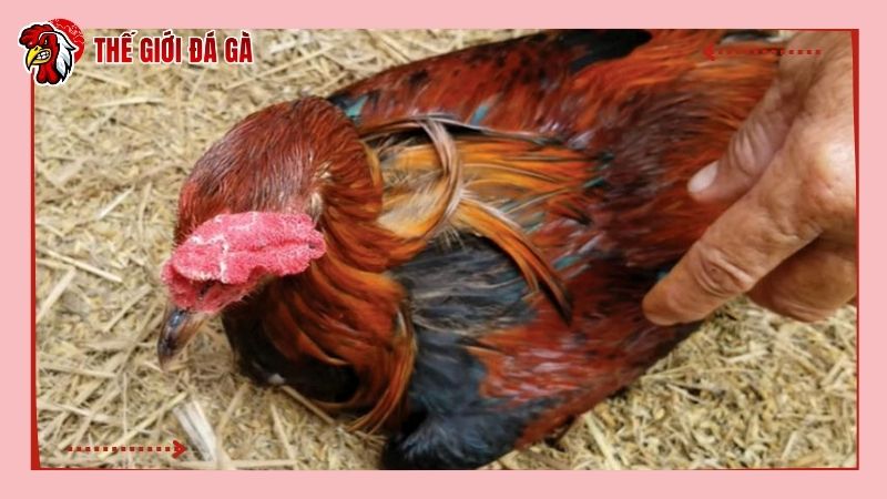 Gà chọi bị suy do nhiều nguyên nhân
