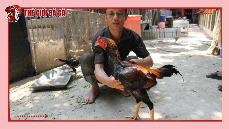 Tập luyện các bài tập nhẹ nhàng, phù hợp cho gà chọi bị suy