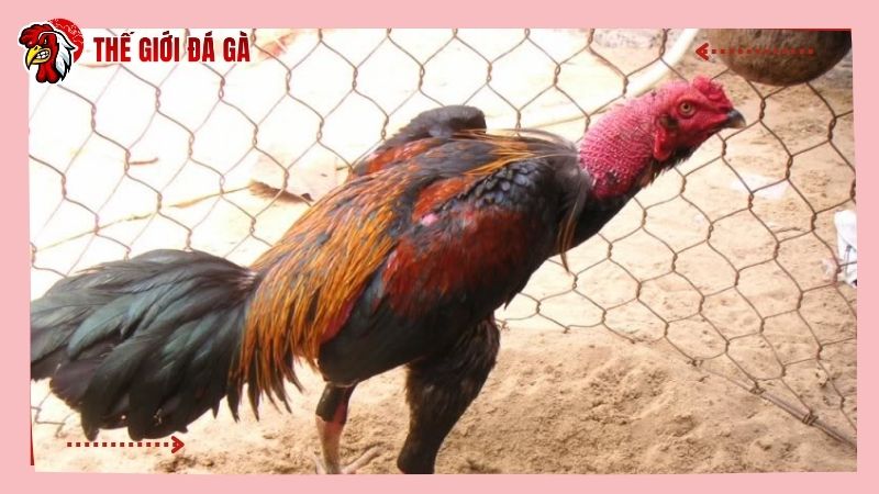 Cách nuôi gà chọi bị suy cần quan tâm đến dinh dưỡng, nghỉ ngơi