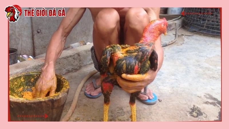 Om gà đòn là kỹ thuật quan trọng, có nhiều tác dụng với làn da của gà