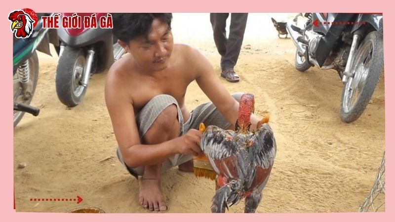 Gà tơ được om để da sạch, lông đẹp