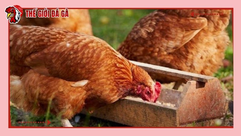 Tỏi và vitamin có thể kết hợp để cho gà sử dụng