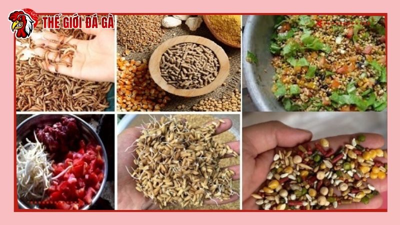 Mỗi giai đoạn phát triển, gà đá cần ăn lượng thức ăn khác nhau
