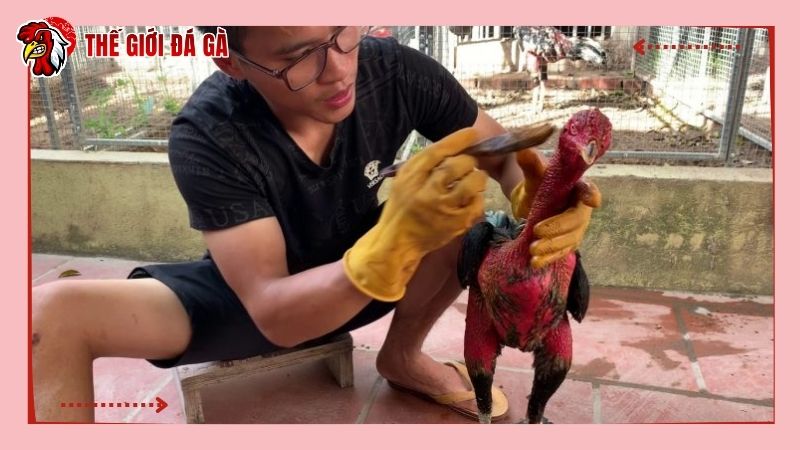Om gà phải chú ý nhiều yếu tố để đạt hiệu quả cao nhất