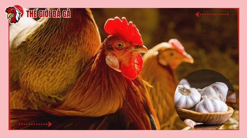 Khi cho gà ăn uống tỏi cần lưu ý về liều lượng, cách sử dụng