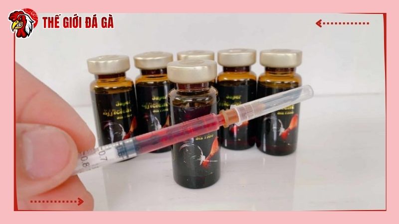 Lưu ý quan trong khi cho gà đá cựa sắt dùng thuốc bổ