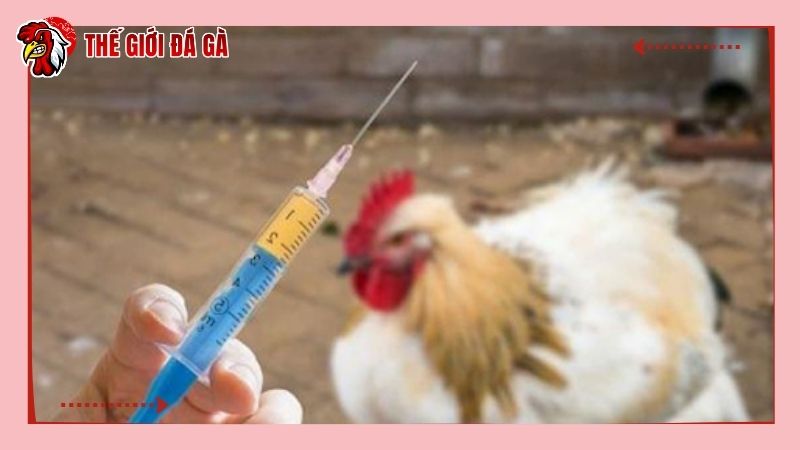 Lưu ý khi mua và sử dụng vacxin cho gà