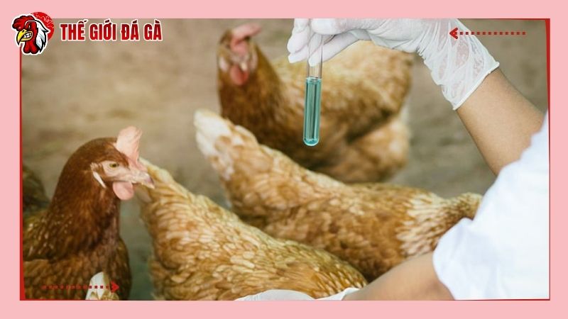 Lưu ý về sử dụng thuốc khò khè cho gà
