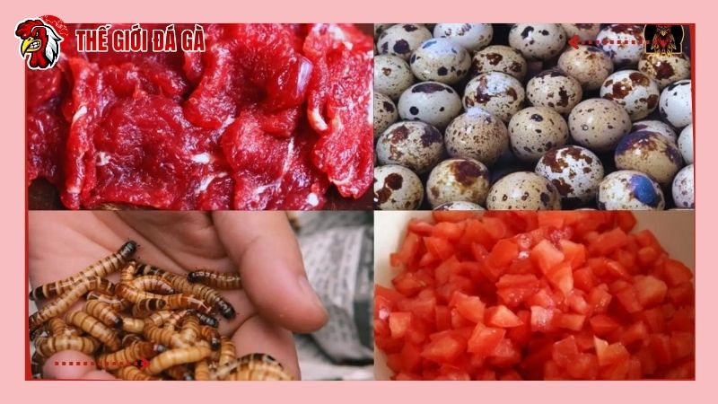 Các lưu ý khi trộn thức ăn dành cho chiến kê