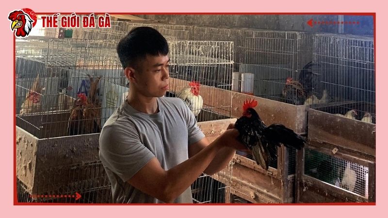 Trung tâm huấn luyện gà luôn sẵn có các loại vacxin