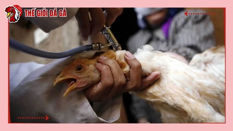 Mua vacxin cho gà là nhu cầu cần thiết và quan trọng của mọi sư kê