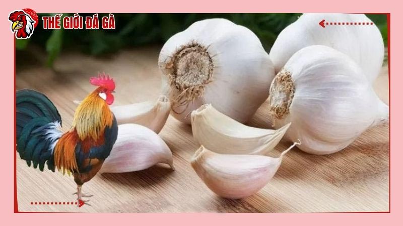 Gà ăn tỏi có rất nhiều lợi ích về sức khỏe