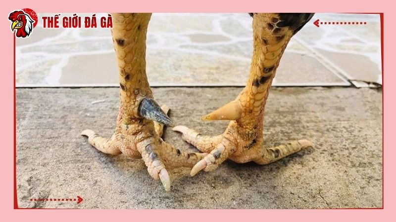 Cựa đối với gà chọi là một vũ khí rất quan trọng