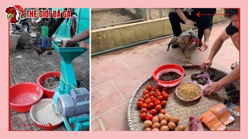 Trộn thức ăn cho gà đá theo tỷ lệ, công thức chuẩn