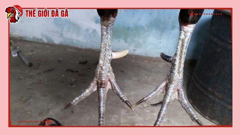 Gà mau ra cựa khi sư kê áp dụng cách kích thích, hỗ trợ