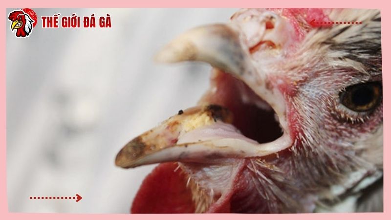 Khò khè là bệnh hô hấp thường gặp ở gà